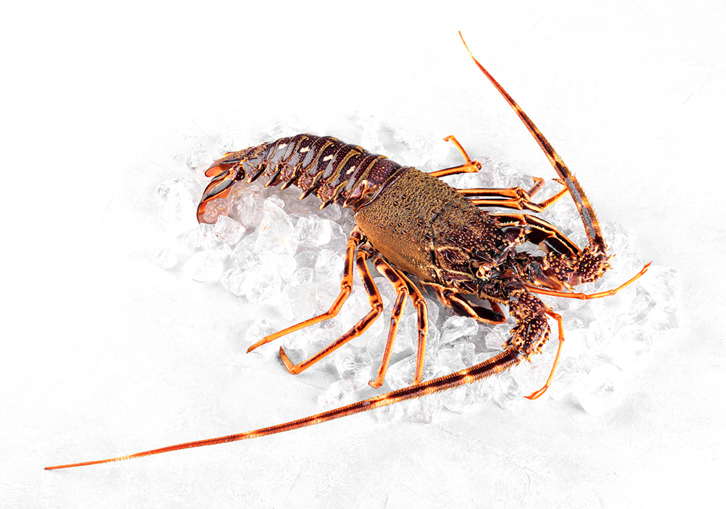 Fresh spiny lobster or sea crayfish on crash ice, common Mediterranean lobster on concrete gray background